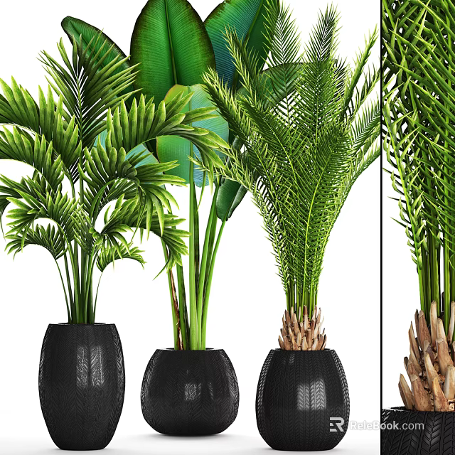 Lush Indoor Bonsai Potted Plants With Green Palm Leaves In Black Pots 3d model 