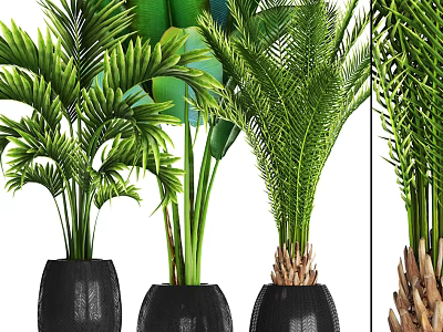 Lush Indoor Bonsai Potted Plants With Green Palm Leaves In Black Pots 3d model