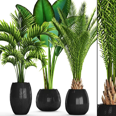Lush Indoor Bonsai Potted Plants With Green Palm Leaves In Black Pots 3d model