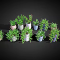 Colorful Potted Plants with Green Foliage for Home Decor Hanging and Tabletop