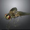 House Fly With Red Compound Eyes Transparent Wings And Striped Body On Dark Reflective Surface