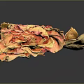 Withered Dried Rose with Orange Red Petals Dried Leaves and Red Stem in Dark Background