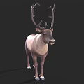 Realistic Reindeer Model With Large Antlers And Light Brown Body Against Black Background
