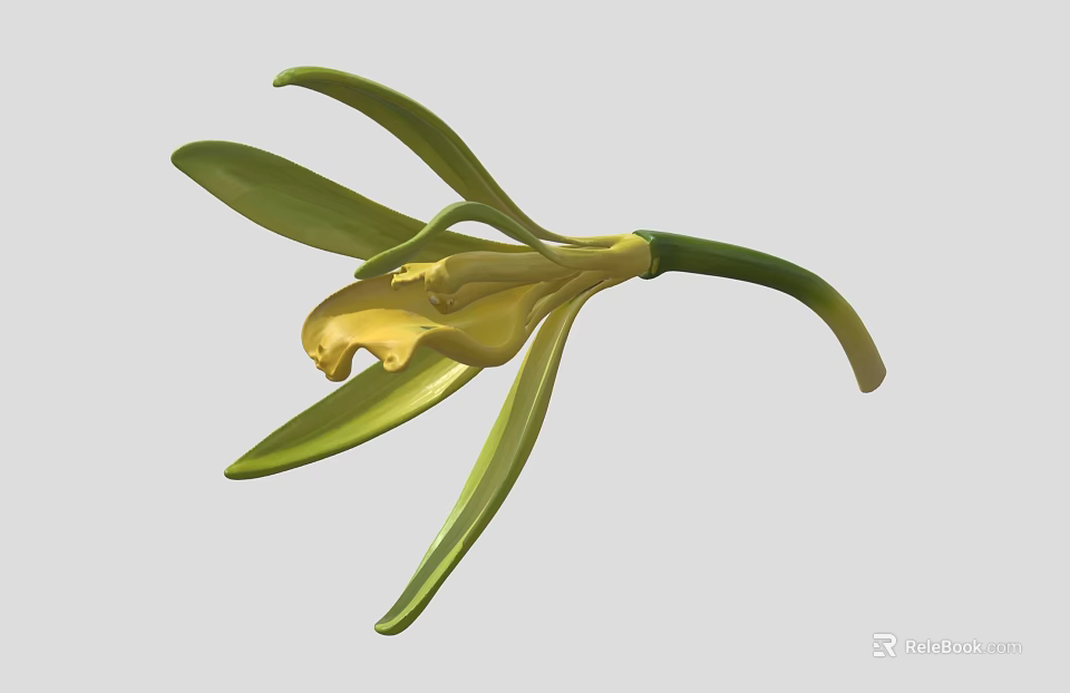 Beautiful Yellow and Green Orchid Flower with Delicate Petals and Green Stem 3d model 