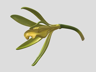 Beautiful Yellow and Green Orchid Flower with Delicate Petals and Green Stem 3d model