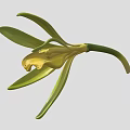 Beautiful Yellow and Green Orchid Flower with Delicate Petals and Green Stem
