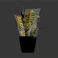 Vibrant Variegated Leaves Plant in Black Ceramic Pot on Dark Background