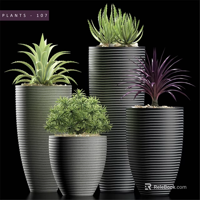 Modern Decorative Ornament Set with Black Striped Pots and Various Succulent Plants 3d model 
