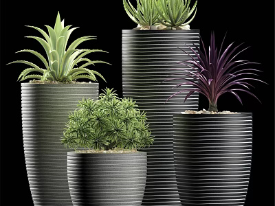 Modern Decorative Ornament Set with Black Striped Pots and Various Succulent Plants 3d model