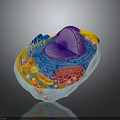 3D Rendered Eukaryotic Cell Structure With Organelles Nucleus And Mitochondria