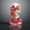 Medical Device Human Head Anatomy Model With Muscle And Skeleton Structure 3d model