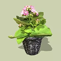 Beautiful Potted Plant With Pink Flowers And Green Leaves In Black Woven Pot