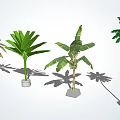Different Types of Potted Arbor Trees With Various Leaf Shapes And Shadows