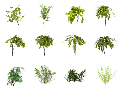 Modern shrubs 3d model