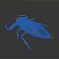 Giant Brown Water Bug With Large Forelegs And Wings On Gray Background