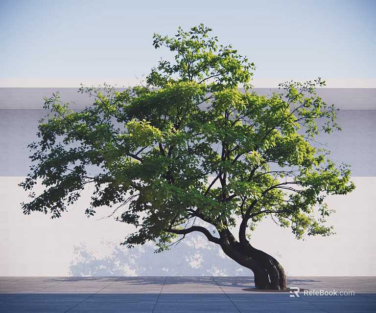 Green Leafy Arbor With Curved Trunk Against White Wall And Ground 3d model 