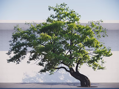 Green Leafy Arbor With Curved Trunk Against White Wall And Ground 3d model