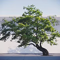 Green Leafy Arbor With Curved Trunk Against White Wall And Ground