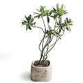 Green Leafy Bonsai Plant With Slender Branches And Stone Pot For Indoor Decor