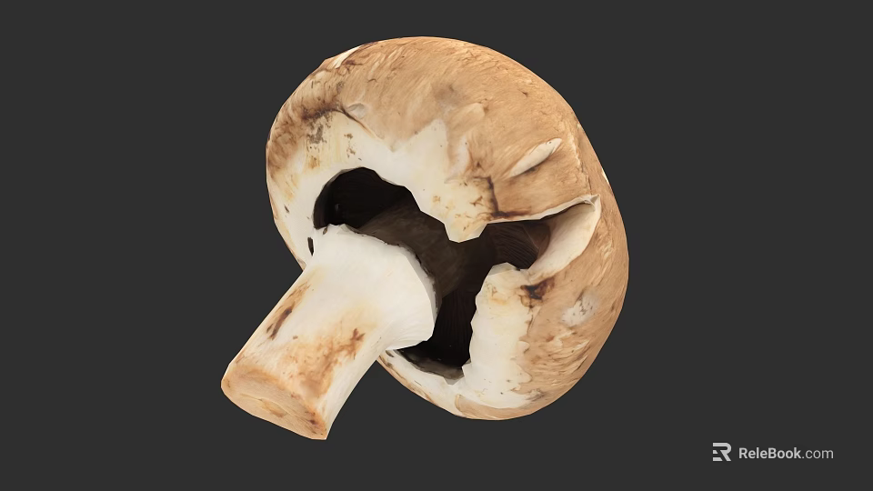 Detailed Botanical Illustration of Mushroom Cross Section with Brown and White Tones 3d model 