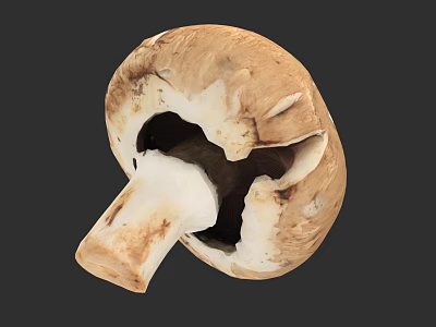 Detailed Botanical Illustration of Mushroom Cross Section with Brown and White Tones 3d model