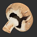 Detailed Botanical Illustration of Mushroom Cross Section with Brown and White Tones