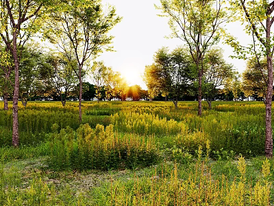 Lush Sunlit Wildflowers Thriving in Open Grassland Surrounded by Tall Trees During Golden Hour 3d model