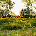 Lush Sunlit Wildflowers Thriving in Open Grassland Surrounded by Tall Trees During Golden Hour
