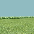 Green Plants Neatly Arranged With Lush Grass Under Light Blue Sky