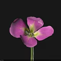 Beautiful Purple And Pink Flower With Green Stem Against Black Background