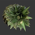 Fresh Ripe Pineapple With Green Leafy Top And Yellow Textured Skin On Dark Background