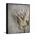 Botanical Painting of Silver Protea With Dried Leaves On Neutral Gray Background