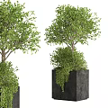 Bonsai Potted Plants With Green Lush Foliage In Black Square Pots