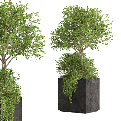 Bonsai Potted Plants With Green Lush Foliage In Black Square Pots 3d model