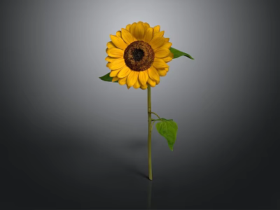 Beautiful Bright Yellow Sunflower With Brown Center Green Stem And Leaves 3d model