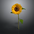 Beautiful Bright Yellow Sunflower With Brown Center Green Stem And Leaves