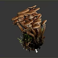 Vibrant Orange Cluster Mushrooms With Fresh Green Moss At Their Roots