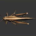 grasshopper insect cartoon locust animation locust anime locust anime game character 3d model