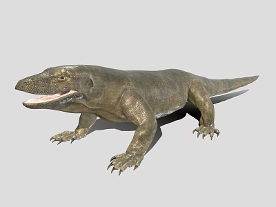 Komodo Dragon With Open Mouth Grayish Brown Skin And Sharp Claws Standing 3d model