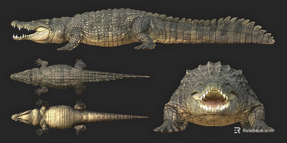 Reptile Crocodile 3D Wireframe Model with Multiple Angles and Detailed Views 3d model 