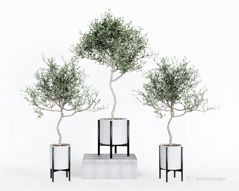 Potted Olive Tree Bonsai in White Planters with Black Stands and Concrete Base 3d model 