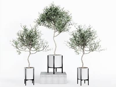 Potted Olive Tree Bonsai in White Planters with Black Stands and Concrete Base 3d model