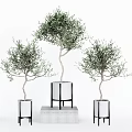 Potted Olive Tree Bonsai in White Planters with Black Stands and Concrete Base