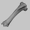 Detailed White Long Bone Skeletal Specimen Isolated on Black Background