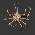 Giant Spider Crab With Long Legs Reddish Brown Spiky Exoskeleton On Black Background