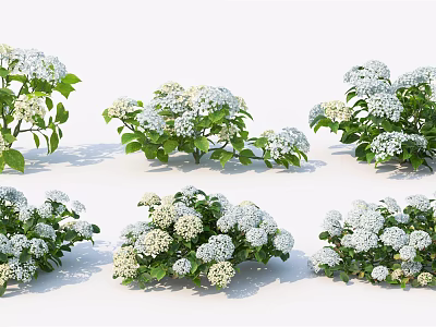 Multiple Clusters of White Flower Bushes with Green Leaves for Garden Decoration 3d model