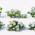 Multiple Clusters of White Flower Bushes with Green Leaves for Garden Decoration