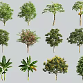 Diverse Arbor Tree Varieties Showcasing Different Leaf Shapes And Crown Forms 3d model