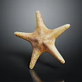 Detailed Orange Brown Five Armed Starfish On Dark Reflective Background Surface 3d model