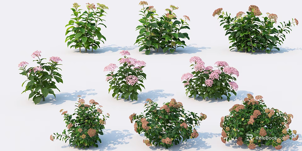 Various Floral Plants With Pink White Flowers And Lush Green Leaves 3d model 